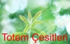 Totem Çesitleri